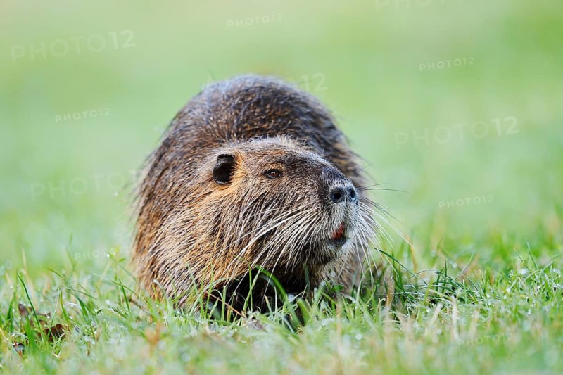 Nutria, coypu or swamp beaver (Myocastor coypus) sitting on the bank, North Rhine-Westphalia, Germany, an invasive species in Europe