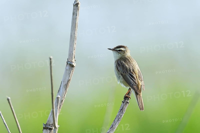 Reed warbler (Acrocephalus schoenobaenus) singing on a branch, wildlife, Lembruch, Ochsen Moor, Dümmer nature park Park, Lower Saxony, Germany