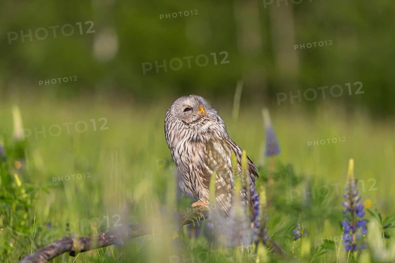 One Ural owl (Strix uralensis) sitting on a branch lying in a field of flowering lupines in late evening light