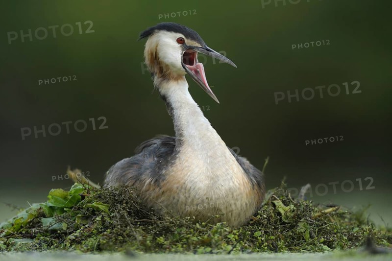 Great Crested Grebe (Podiceps cristatus) nest, North Rhine-Westphalia, Germany