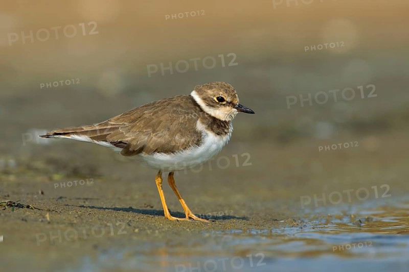 Little Ringed Plover (Charadrius dubius), Phetchaburi, Thailand