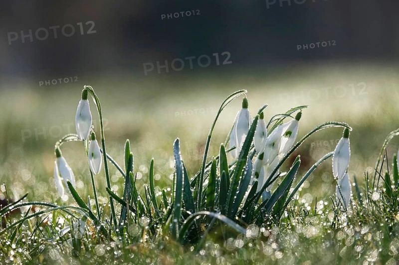 Snowdrops with morning dew, February, Germany