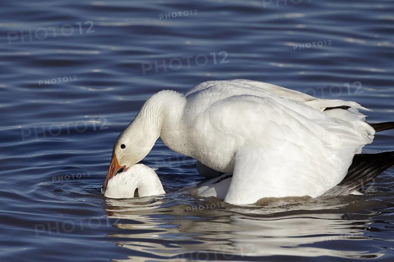 Snow Geese mating - Bosque del Apache, NWR