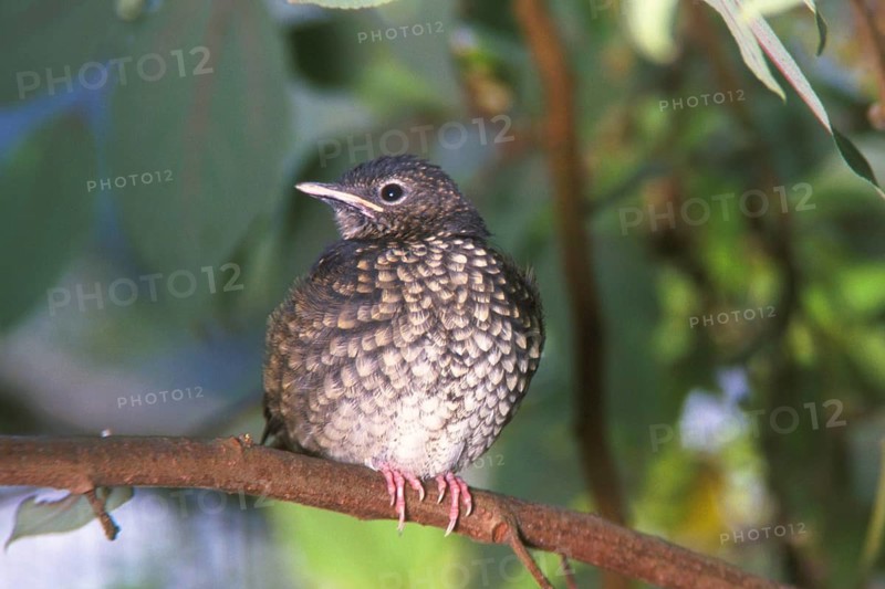 Puaiohi, Small Kauai Thrush, Myadestes palmeri, endangered