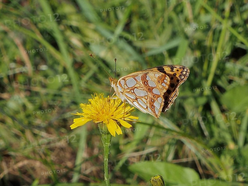 A butterfly with patterned wings, the Small Pearl-bordered Fritillary (Issoria lathonia), perched on a yellow flower in the green grass, Goms, Canton of Valais, Switzerland