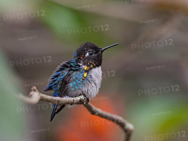 Bee Hummingbird (Mellisuga helenae) male perched on a branch, Cuba