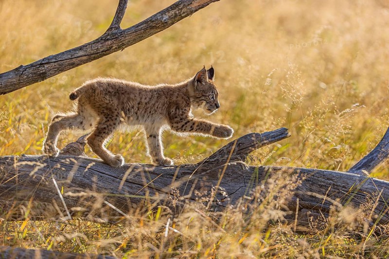 One young (10 weeks old) male Eurasian lynx, (Lynx lynx), walking over a rotten tree. Backlit condition