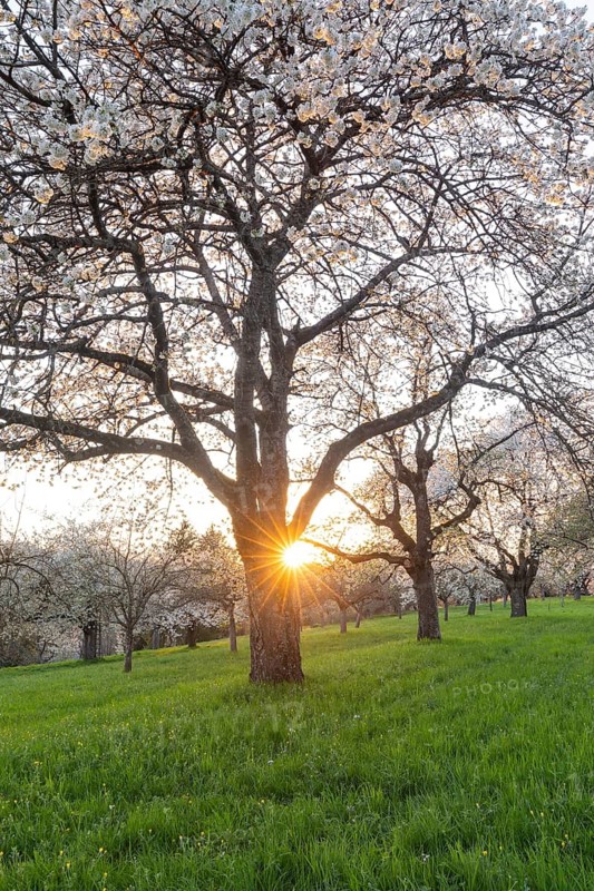 Golden sunset light illuminating blooming cherry trees (Prunus avium) in a meadow orchard. Spring landscape on the Swabian Jura. Kirchheim unter Teck, BW, Germany