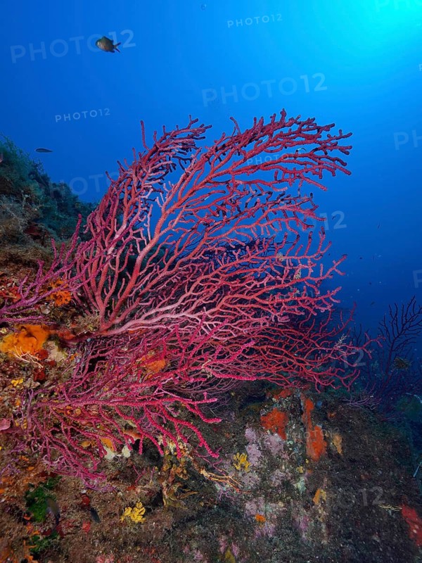 Violescent sea-whip (Paramuricea clavata)