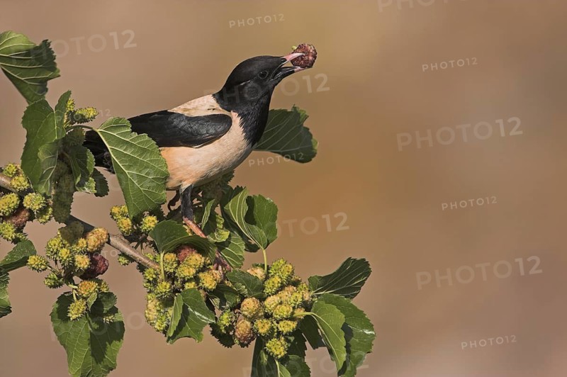 Rosy Starling (Pastor roseus), Lesvos, Greece