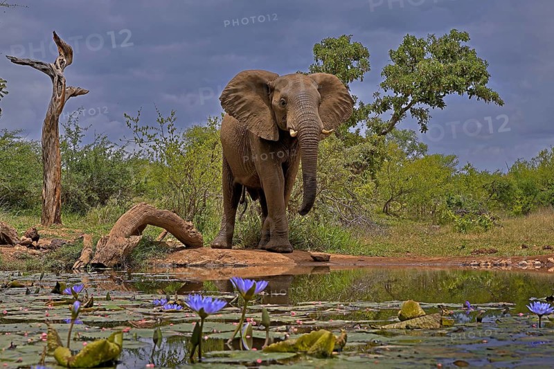 African elephant (Loxodonta africana), bull, male, at the water, Kruger National Park, Kruger National Park, South Africa