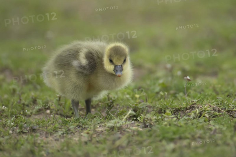 Greylag goose (Anser anser) juvenile baby gosling bird standing on grassland, England, United Kingdom