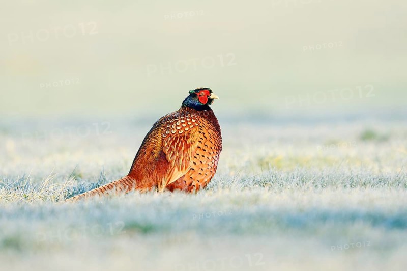 Hunting pheasant (Phasianus colchicus), cock in a meadow with hoar frost, North Rhine-Westphalia, Germany