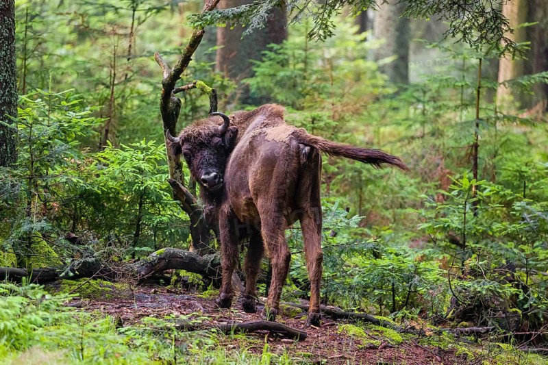 An adult female European bison (Bison bonasus) stands in a dense forest