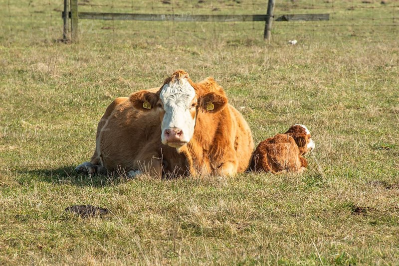 Beef cattle, cow and calf, outdoor year-round on pasture in Kabusa, Ystad municipality, Skåne county, Sweden, Scandinavia
