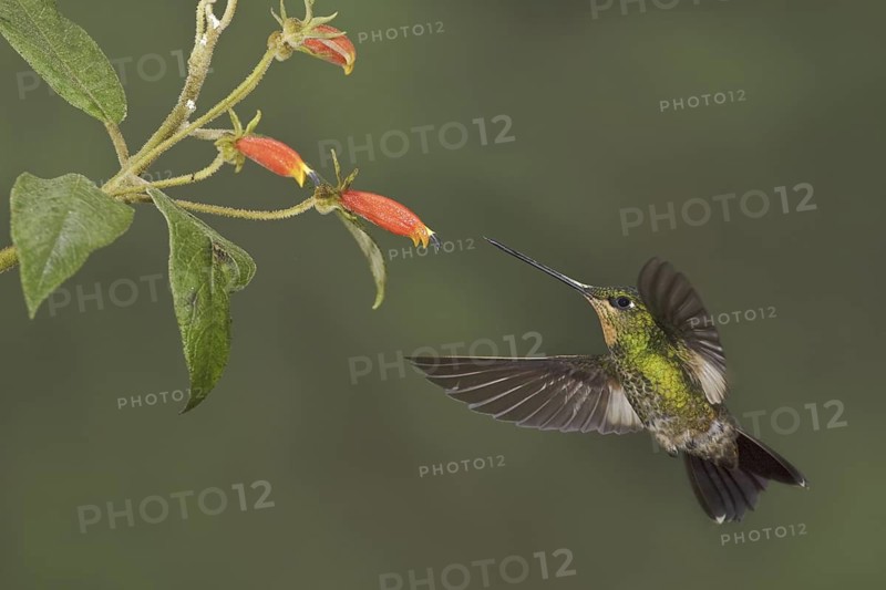 Buff-winged Starfrontlet (Coeligena lutetiae), Ecuador