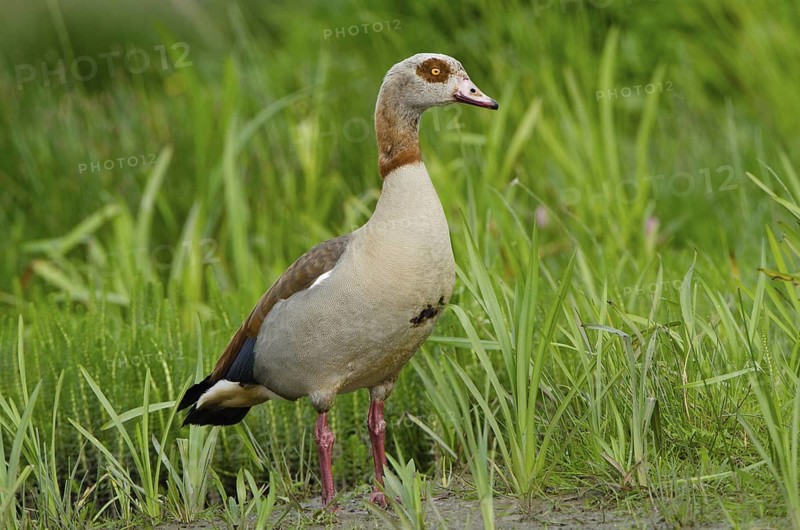 Egyptian Goose (Alopochen aegyptiaca), Schleswig-Holstein, Germany