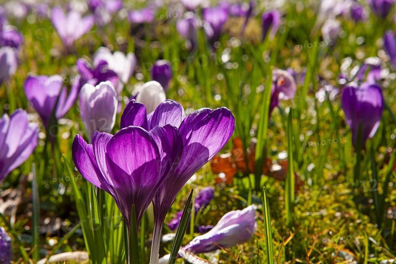 Crocuses, spring crocuses, crocus field, carpet of flowers, spring saffron, iris family, Backemoor, East Frisia, Germany