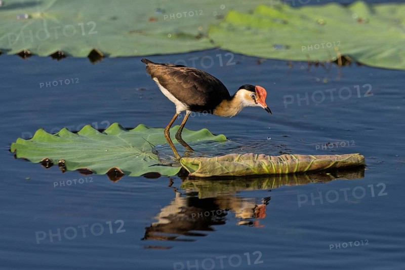 Comb-crested Jacana (Irediparra gallinacea), Northern Territory, Australia