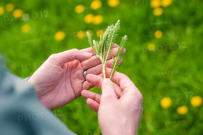 Hands holding a small plant surrounded by green grass and yellow flowers, Naturführung Heckengäu, Aidlingen, Böblingen district, Germany