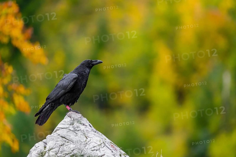 One common raven (Corvus corax) sits on a white rock with fall foliage in the background