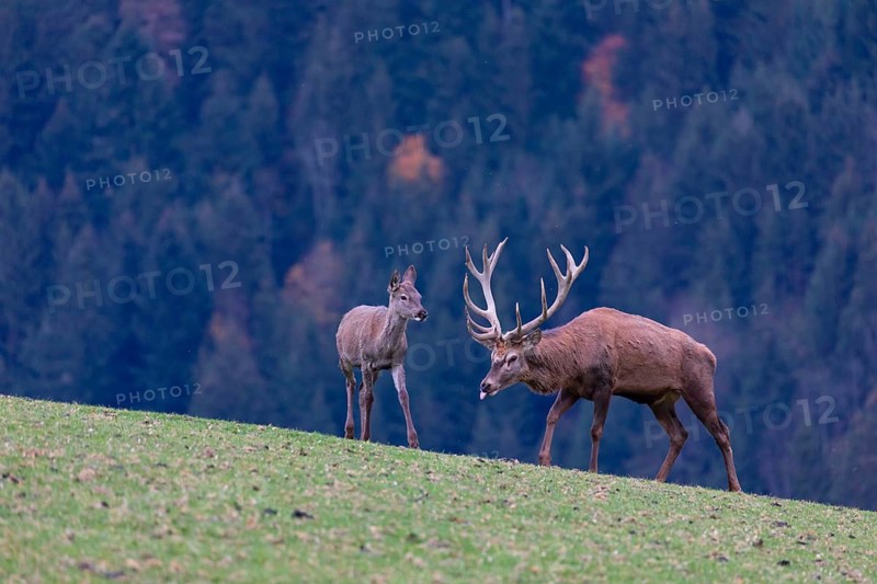 One red deer stag (Cervus elaphus) standing on a meadow on hilly ground. A forest in fall foliage in the background