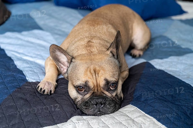 A French Bulldog rests on a quilted bed showing a calm and relaxed demeanor. Its brown eyes express curiosity and affection