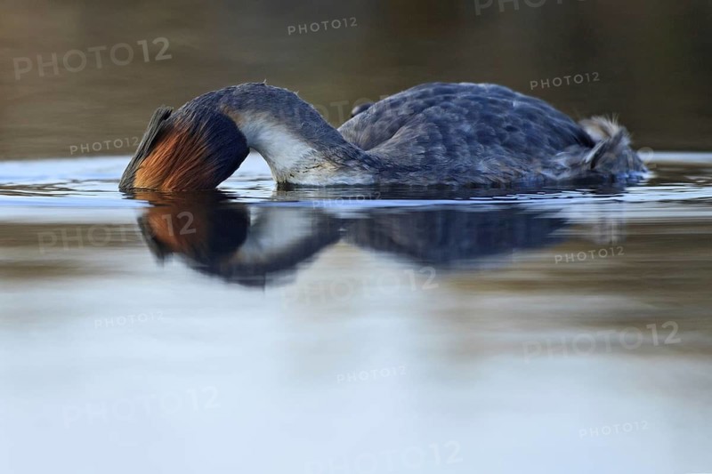 Great Crested Grebe (Podiceps cristatus), Netherlands