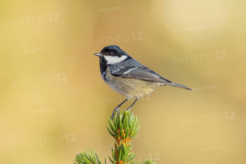 Fir tit (Periparus ater) sitting on a spruce top, wildlife, animals, birds, titmouse, Siegerland, North Rhine-Westphalia, Germany