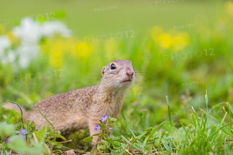 An adult European ground squirrel (Spermophilus citellus) or European souslik sits in green gras next to a flowering Ranunculus
