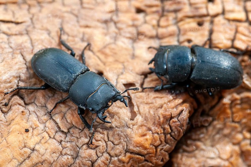 Barkschröter, Dorcus parallelipipedus, Lesser stag beetle, dwarf stag beetle, beetle, Coleoptera, female, insects, beetles, males, males, females