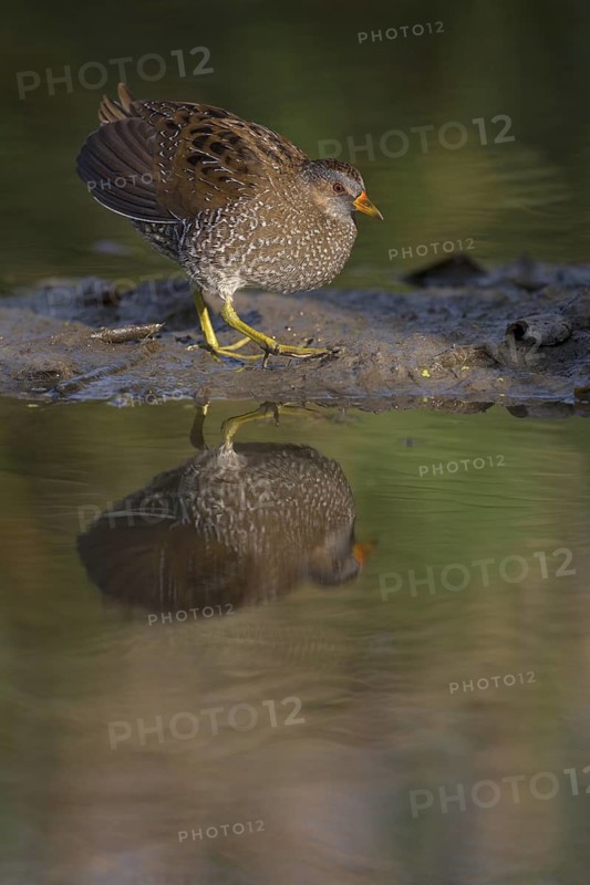 Spotted Crake (Porzana porzana), Saxony, Germany