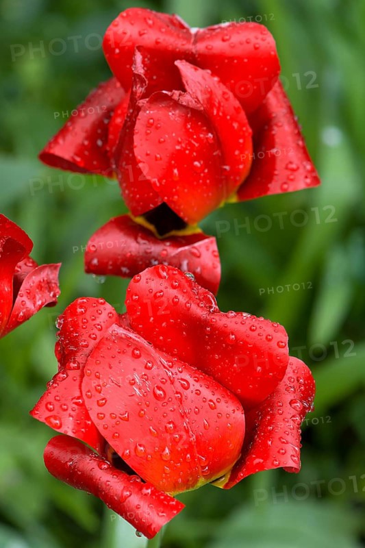 Fading, red tulip flowers (Tulipa) with raindrops, Bavaria, Germany