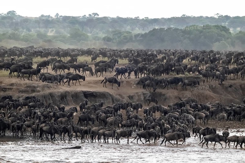 The Great Migration: Huge herds of wildebeest (Connochaetes taurinus) cross the Mara River and swim to the other side, Serengeti, Tanzania
