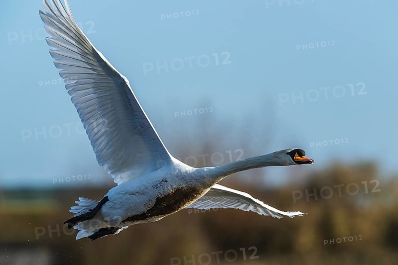 Mute Swan, Cygnus olor, bird in flight at winter on marshes