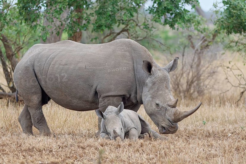Southern white rhinoceros (Ceratotherium simum simum), adult female standing with resting young, in short dry grass, Kruger National Park, South Africa