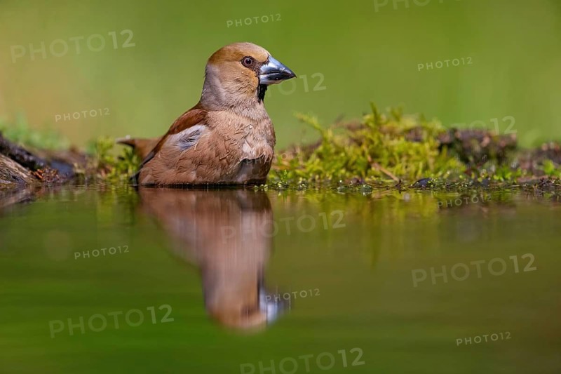 A hawfinch (Coccothraustes coccothraustes), Tiszaalp-r, Kiskuns-gi National Park, B-cs-Kiskun, Hungary