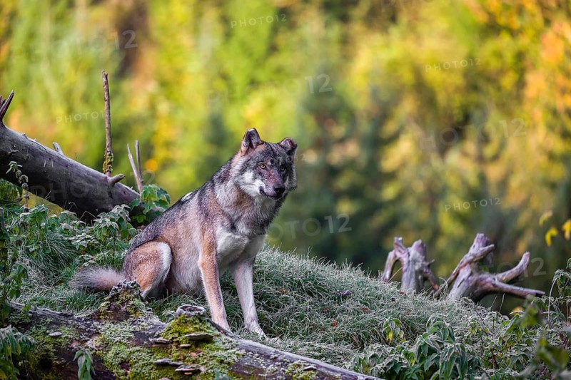 A Eurasian gray wolf (Canis lupus lupus) sits on a frosty morning on top of a hill, next to a rotting tree lying on the ground