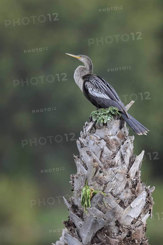 Anhinga (Anhinga anhinga), Florida, USA