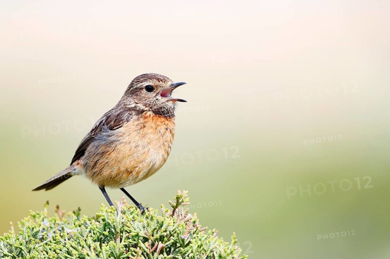 Stonechat (Saxicola rubicola), calling female, Algarve, Portugal