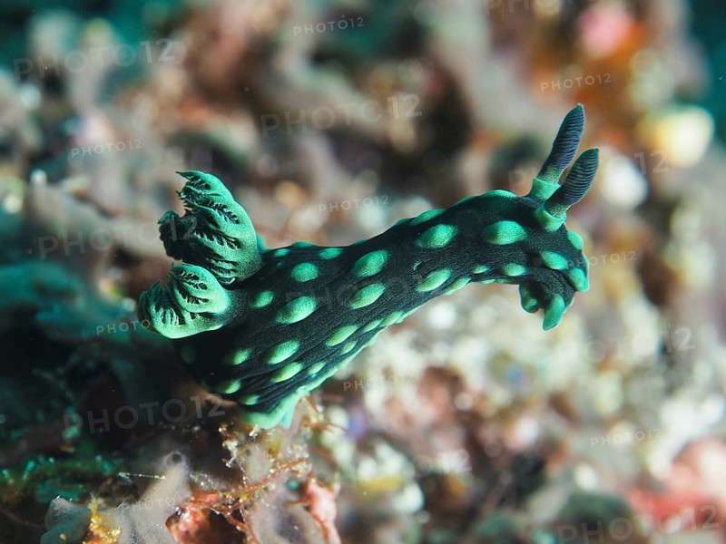 Green nudibranch with bright spots, neon star nudibranch (Nembrotha cristata), in the sea, SD dive site, Nusa Ceningan, Nusa Penida, Bali, Indonesia
