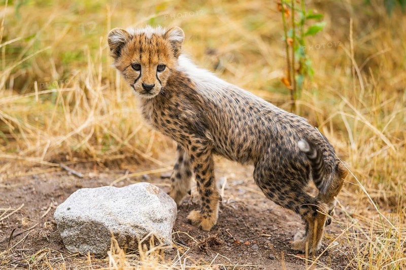 Cheetah (Acinonyx jubatus) youngster standing on a meadow, captive, occurrence Africa