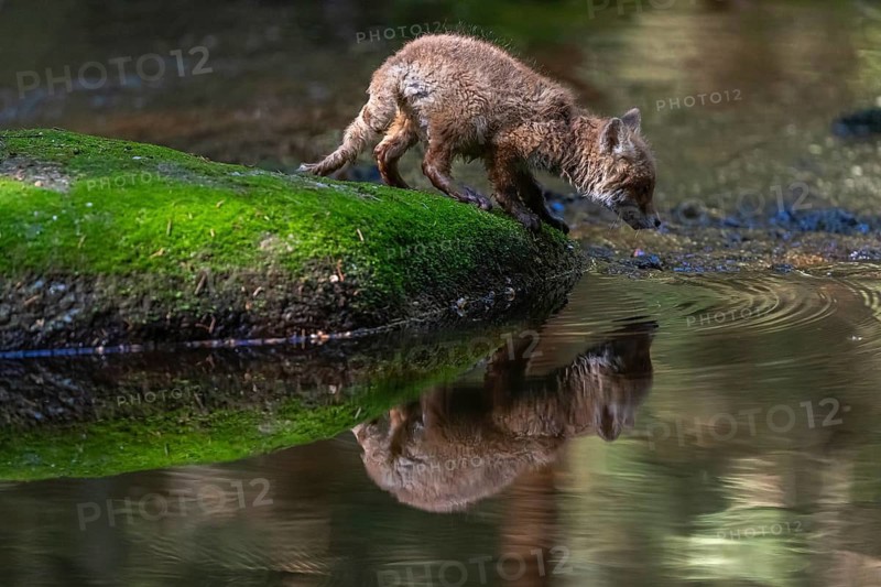 One young red fox, Vulpes vulpes, walking over a mossy rock in a shallow forest creek in late light. Searching for food