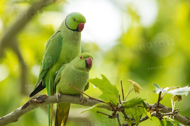 Rose-ringed Parakeet (Psittacula krameri) pair mating, Baden-Wuerttemberg, Germany