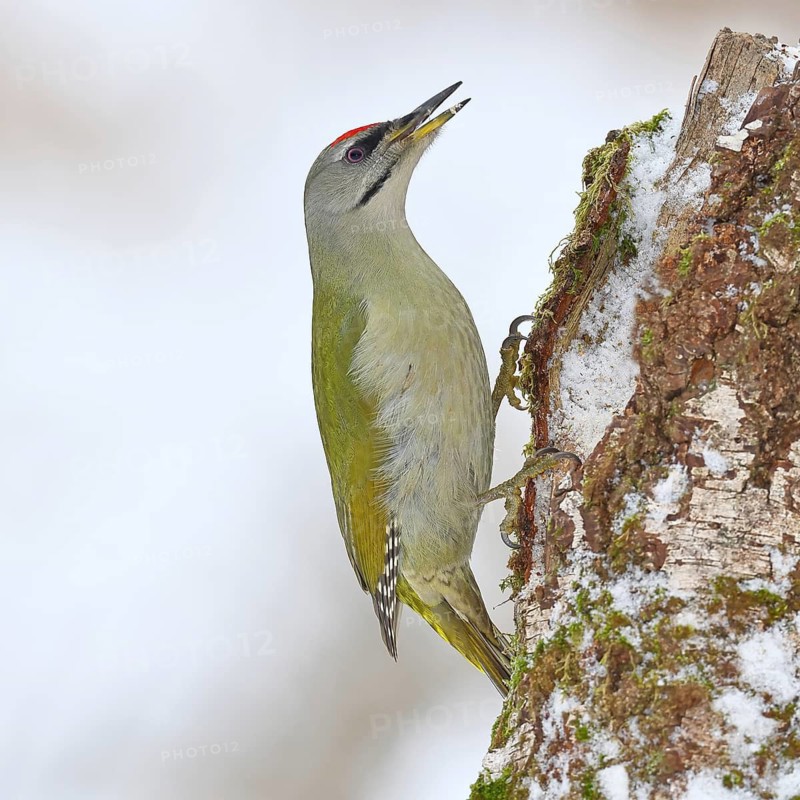 Grey-headed woodpecker (Picus canus), male sitting on the trunk of a grey birch (Betula populifolia) in winter to look for food, Wildlife, woodpeckers, birds, nature photography, Wilnsdorf, North Rhine-Westphalia, Germany