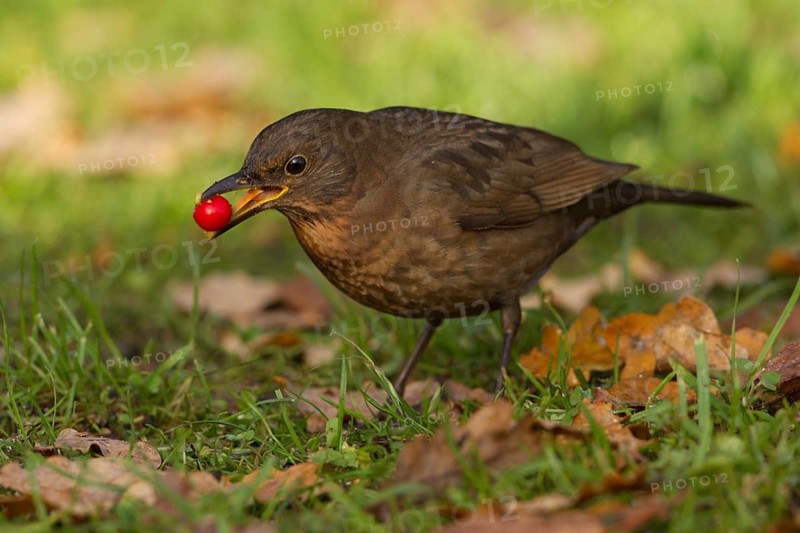 Common Blackbird (Turdus merula) female, Netherlands