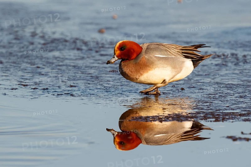Eurasian Wigeon (Mareca penelope) male, Netherlands