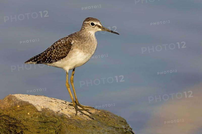 Wood Sandpiper, (Tringa glareola), Animals, Birds, Snipe family, Tirat Zvi Fish Ponds, Bet Shean Valley, Northern District, Israel