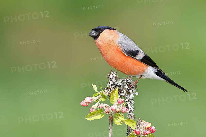 Bullfinch (Pyrrhula pyrrhula) male sitting on a branch with apple blossoms (Malus domestica), Wilnsdorf, North Rhine-Westphalia, Germany