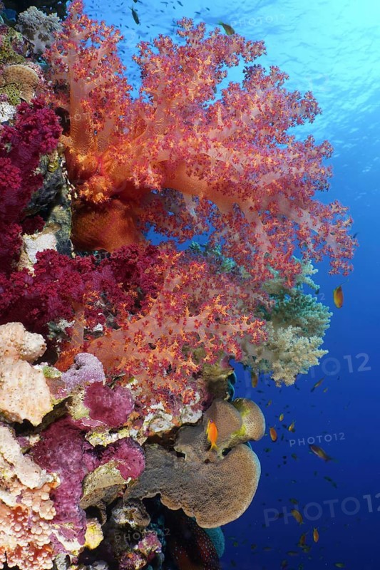 Hemprich's Tree Coral (Dendronephthya hemprichi)